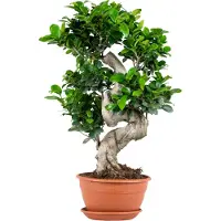 Herbie Bloomique – Ficus Ginseng – S-Form – Bonsai – Zimmerpflanze – Luftreinigend – Pflegeleicht – 60–80 cm hoch – Topf 24 cm