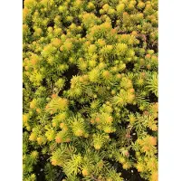 Brandless 6 x Sedum reflexum 'Angelina' - Fettblatt Angelina - Topf 9 x 9 cm
