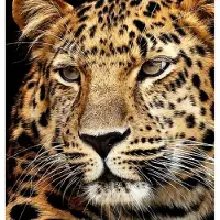 Vedes |PRACHT Diamond Painting Jaguar Kopf 40x30 cm