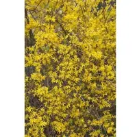 Pflanzen für Dich Forsythia Lynwood Goldglöckchen Leuchtend Gelb 125–150 cm
