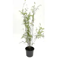 Bambus börse Bambusbörse Bambus Fargesia Nitida Black Pearl 3 Liter Höhe 60 - 80 cm