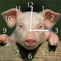 Wallario Design Wanduhr Süßes Ferkel auf dem Bauernhof in Nahaufnahme aus Echtglas, Größe 30 x 30 cm
