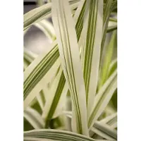 Pflanzen für Dich Arundo donax 'Variegata', Riesenschilf, gestreift, ca. 11x11 cm Topf