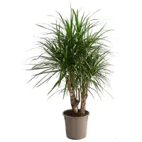 Dehner Drachenbaum, Dracaena marginata, verzweigte Triebe, 140-150 cm, Ø Topf 27 cm, Zimmerpflanze