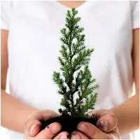 Markenlos Geschenkartikel Weihnachten „Dein Weihnachtsbaum 2030“ – Nachhaltiges Wichtelgeschenk für Erwachsene