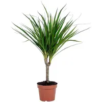 Markenlos Drachenbaum - pflegeleichte Zimmerpflanze, Dracaena Marginata - Höhe ca. 35 cm, Topf-Ø 12 cm