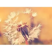 Living Walls Fototapete "Designwalls Dandelion 1" glatt Vlies, Wand, Schräge, Decke