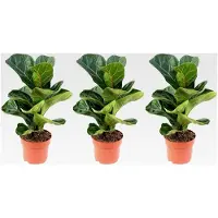 Markenlos 3er-Set Geigenfeige Bambino - echte Zimmerpflanze, Ficus Lyrata Bambino - Höhe ca. 35 cm, Topf-Ø 12 cm