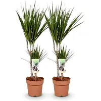 Markenlos Zimmerpflanzen - Dracaena Marginata - Drachenblutbaum - Pflegeleicht - Grün - 2 Pflanzen - Topf 17cm - Höhe 70-80cm