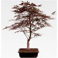 Markenlos Bonsai - A. palmatum 'Beni-kagami', Roter Fächerahorn aus Japan