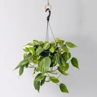 Pflanzen-Kölle Philodendron 'Brasil', in Blumenampel, Topf-Ø 15 cm