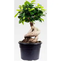 Markenlos Chinesische Feige - pflegeleichte Zimmerpflanze, Ficus Ginseng - Höhe ca. 40 cm, Topf-Ø 17 cm