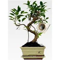 Markenlos Bonsai Baum S-Form Keramikschale Ø 15 cm - Höhe: 30-35 cm - Luftreinigende Zimmerpflanze zur Dekoration und Entspannung
