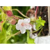 GRDplanten 6 x Geranium macr. 'Spessart' – Storchenschnabel in - Topf 9x9 cm