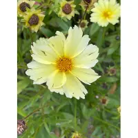 GRDplanten 6 x Coreopsis hybr. 'Full Moon' - Mädchenauge - Topf 9 x 9 cm
