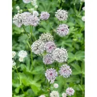 GRDplanten 6 x Astrantia major - Große Sterndolde - Topf 9 x 9 cm