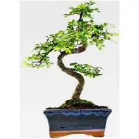 Markenlos Bonsai Chinesische Ulme – Alter 7-8 Jahre – Höhe 25-35 cm – Topfgröße Ø 15 cm