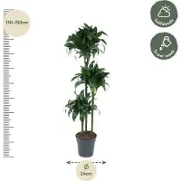 Oasis of Life Drachenbaum Dracaena Tatuade 140cm Ø24cm Zimmerpflanze mit grün-weißen Blättern