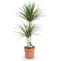 Oasis of Life Dracaena Marginata Drachenbaum 21cm 90-100cm pflegeleicht Zimmerpflanze Deko