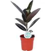 Oasis of Life Gummibaum Ficus Elastica Abidjan Zimmerpflanze Ø17cm 55cm hoch und pflegeleicht