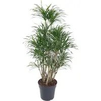 Oasis of Life Drachenbaum Dracaena Anita 140cm Ø31cm Verzweigte Zimmerpflanze mit schmalen