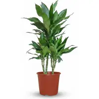 Oasis of Life Drachenbaum Janet Craig Dracaena Zimmerpflanze 90-100cm Ø21cm pflegeleicht Deko