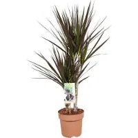 Oasis of Life Drachenbaum Dracaena Magenta Ø17cm Höhe 80cm pflegeleicht Zimmerpflanze Deko