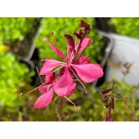 GRDplanten 6 x Gaura lindh. 'Tutti Frutti'( oenothera lindh.) - Gaura - Topf 9 x 9 cm