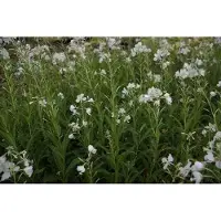 GRDplanten 6 x Epilobium angustif. 'Album' - Epilobium - Topf 9 x 9 cm