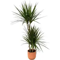 Oasis of Life Dracaena Marginata Drachenbaum 120cm Ø21cm Zimmerpflanze Grünpflanze Topfpflanze