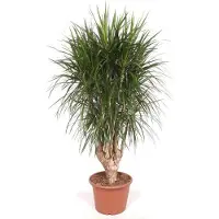 Oasis of Life Dracaena Marginata XXL 190cm Ø40-45cm Drachenbaum Zimmerpflanze Großpflanze