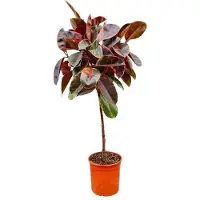 Oasis of Life Gummibaum Ficus Elastica Belize Zimmerpflanze 130cm hoch Ø24cm Buntes Laub Deko