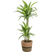 Oasis of Life Dracaena Deremensis White Stripe inkl. Naturkorb 90-110cm Ø21cm pflegeleicht