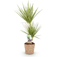 Oasis of Life Dracaena Sunray 70-75cm 17cm mit Korb pflegeleicht Keramiktopf Drachenbaum Deko