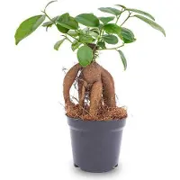 Oasis of Life Chinesische Feige Ficus microcarpa Ginseng Ø9cm Bonsai Zimmerpflanze Keramiktopf