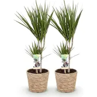 Oasis of Life Dracaena Marginata Drachenbaum 2 Pflanzen 70-80cm 17cm pflegeleicht Grünpflanze