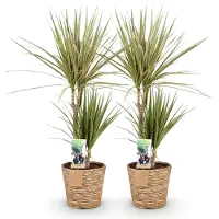 Oasis of Life Dracaena Sunray Grün 17cm 70-75cm pflegeleicht Zimmerpflanze Grünpflanze Deko