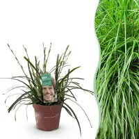 Green Boutiq GreenboutiQ - Ziergräser - Carex oshimensis Intense Green - Grün - 1 Pflanze - Immergrün - Winterhart - Topf 17cm Höhe 50cm