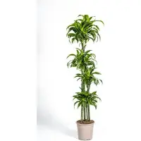 Oasis of Life Drachenbaum Dracaena Deremensis Dorado Zimmerpflanze Ø27cm 180cm Höhe Elegante