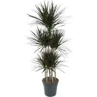 Oasis of Life Drachenbaum Dracaena Magenta Karussell 150cm Ø31cm Zimmerpflanze pflegeleicht