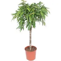 Oasis of Life Schmalblättriger Gummibaum Ficus binnendijkii Amstel King 140cm Ø30cm Deko Büro