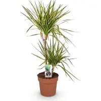 Oasis of Life Dracaena Sunray pflegeleicht Drachenbaum in Grün 90-100cm 21cm Zimmerpflanze