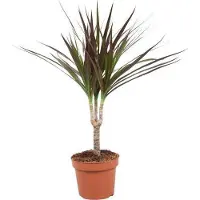 Oasis of Life Drachenbaum Dracaena Magenta Ø12cm Höhe 50cm pflegeleicht Zimmerpflanze Deko