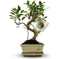 Oasis of Life Bonsai Baum Ø15cm Höhe 30-35cm Klassischer Miniaturbaum mit geschwungenem Stamm