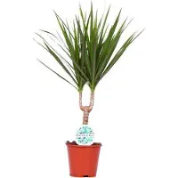 Oasis of Life Drachenbaum Dracaena Marginata Zimmerpflanze Ø14cm 55cm hoch pflegeleicht Deko