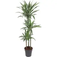 Oasis of Life Drachenbaum Dracaena Warneckei Zimmerpflanze 140cm Ø27cm pflegeleicht Deko Büro