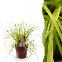 Green Boutiq GreenboutiQ - Ziergräser - Carex oshimensis Everillo - Gelb - 1 Pflanze - Immergrün - Winterhart - Topf 17cm Höhe 50cm
