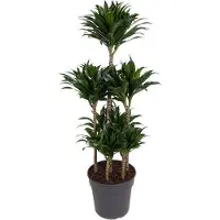 Oasis of Life Drachenbaum Dracaena Compacta Karussell 130cm Ø31cm Zimmerpflanze pflegeleicht