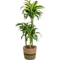 Oasis of Life Dracaena Deremensis Dorado inkl. Naturkorb 100-120cm Ø21cm pflegeleicht Deko