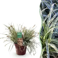 Green Boutiq GreenboutiQ - Ziergräser - Carex oshimensis Everest - Weiß und Grün - 1 Pflanze - Immergrün - Winterhart - Topf 17cm Höhe 50cm